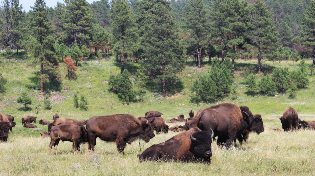 Read more about the article Custer State Park and Mount Rushmore