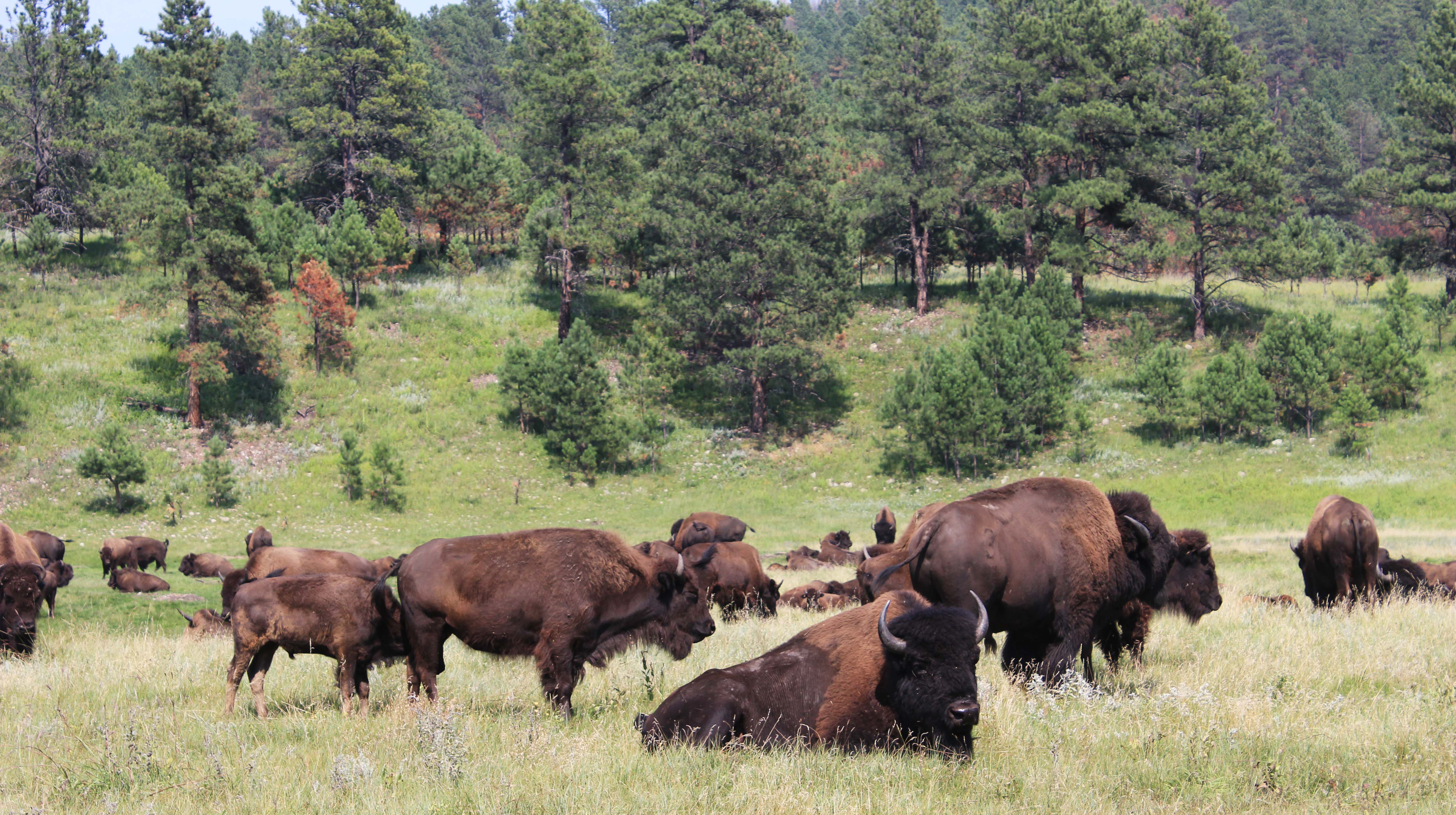 You are currently viewing Custer State Park and Mount Rushmore