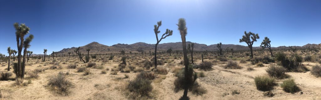 Read more about the article Joshua Tree