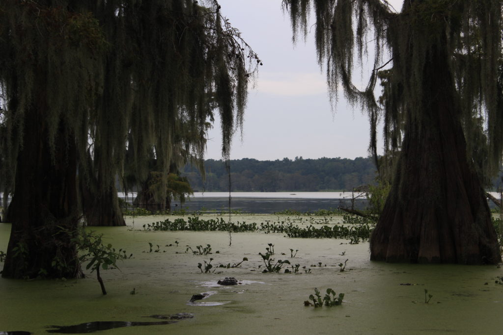 Read more about the article Born on a Bayou