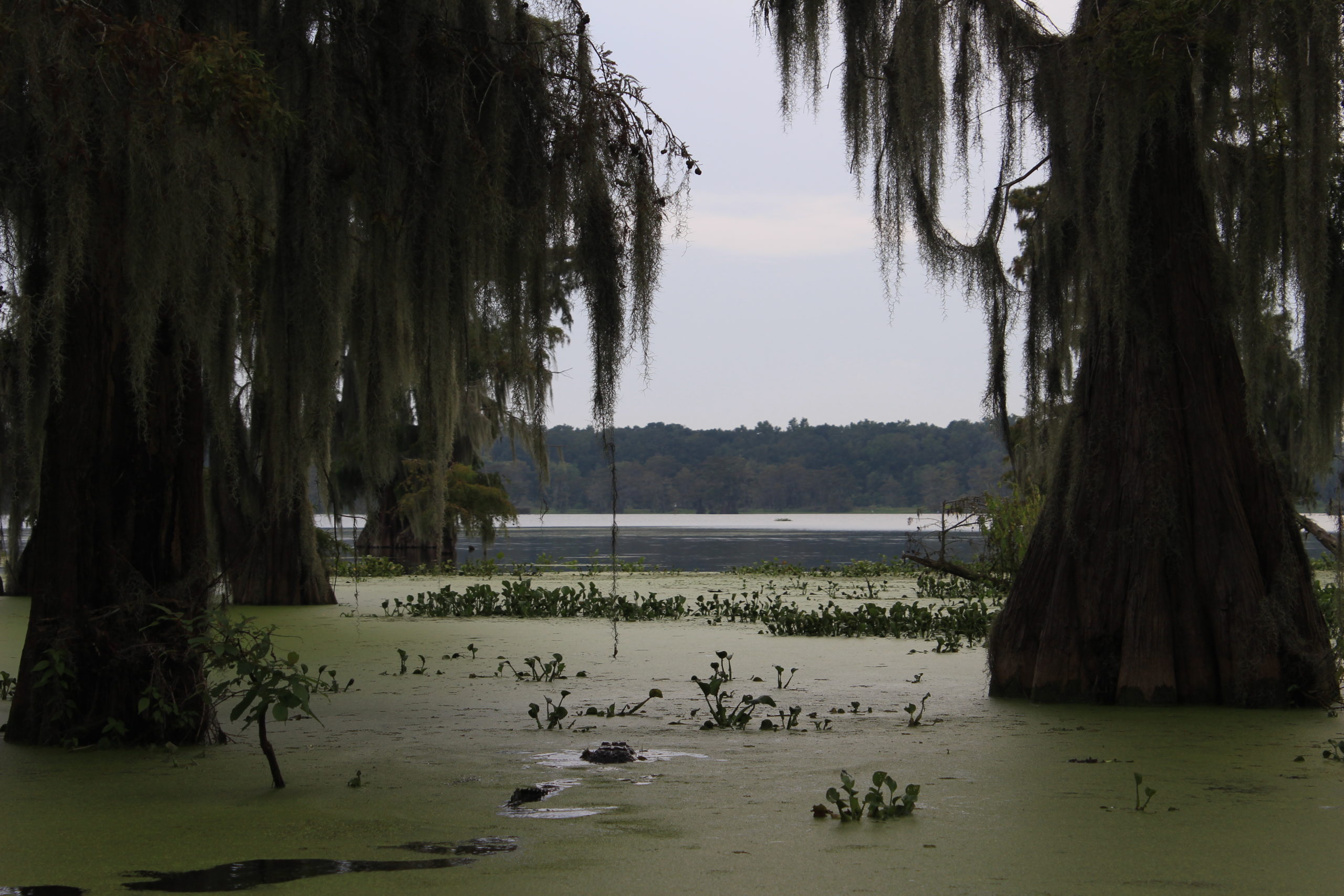 You are currently viewing Born on a Bayou