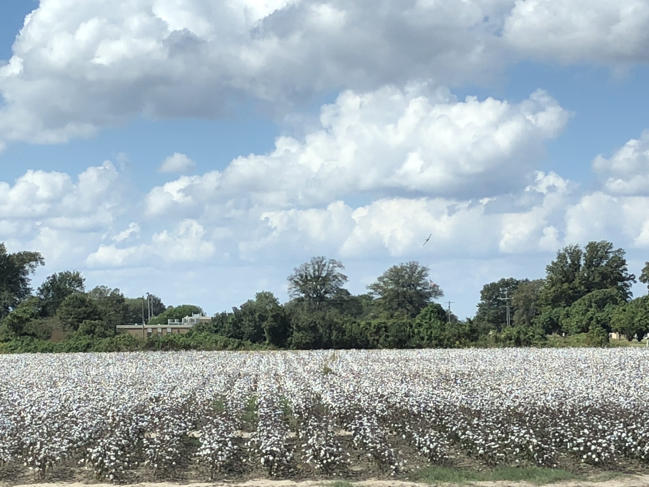 You are currently viewing The Mississippi Delta